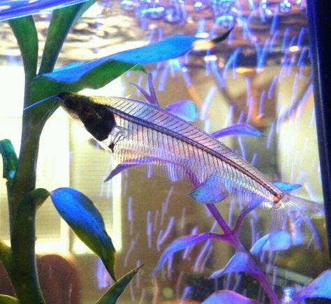 Glass Catfish in my 20 gallon neon tank Glass Catfish, Tropical Fish Aquarium, Tropical Freshwater Fish, Community Tanks, Aquarium Ideas, Tropical Aquarium, Aquatic Life, Rainbow Glass, Phish