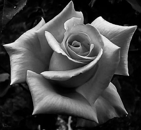 Rose Reference Photo, Honesty Is The Best Policy, Rose Reference, Realistic Rose Tattoo, Black And Grey Rose, Rose Flower Tattoos, Rose Drawing Tattoo, Rose Flower Photos, Black And White Roses