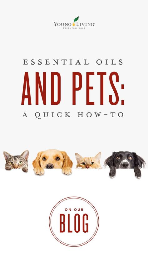 Young Living Pets, Essential Oils For Pets, Essential Oils For Dogs, Essential Oils Cats, Essential Oils Allergies, Essential Oils Dogs, Essential Oil Hair Growth, Are Essential Oils Safe, Essential Oils For Headaches