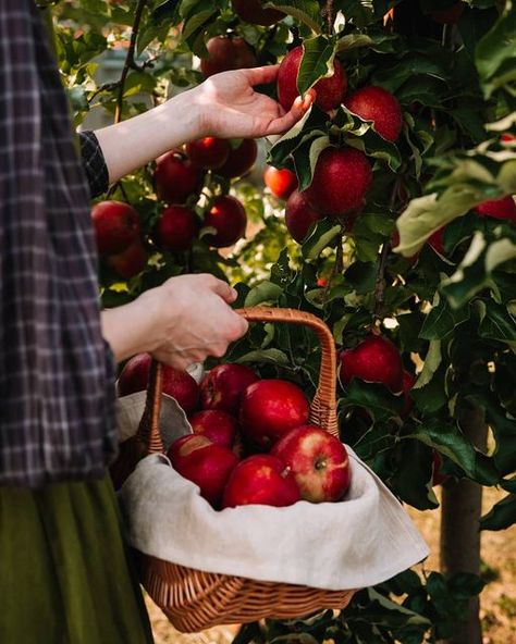 Apple Harvest | briesoldo Apple Farm, Fall Session, Pumpkin Apple, Fall Apples, Apple Harvest, Apple Orchard, Harvest Season, Apple Picking, Pretty Wallpapers Backgrounds