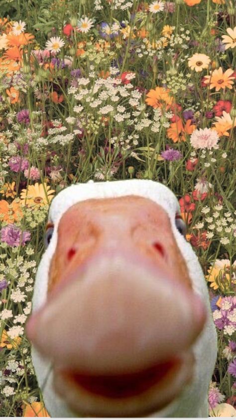 #duck #slayallday #slayed #flowers #wallpaper Cute Chicken Aesthetic, Chicken Drawing Cute, Cute Chicken Cartoon, Chicken Animation, Cute Chicken Drawing, Chicken Aesthetic, Vintage Flower Tattoo, Chicken Wallpaper, Cute Chicken Coops