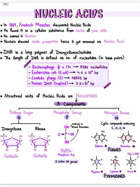 Biology❤️ How To Study Biology High Schools, Biomolecules Notes Biology Neet, As Level Biology Notes, Biomedical Science Notes, Biology Study Guide, Biomolecules Notes Biology Class 11 Neet, Macromolecules Biology Notes, Grade 11 Biology Notes, Biomolecules Notes Biology