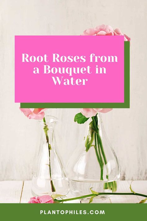 Root Roses from a Bouquet in Water Regrow Roses, Roses In Water, Propagating Roses, Rooting Roses, Rose Cuttings, Rose Stem, A Potato, Root Growth, Growing Roses