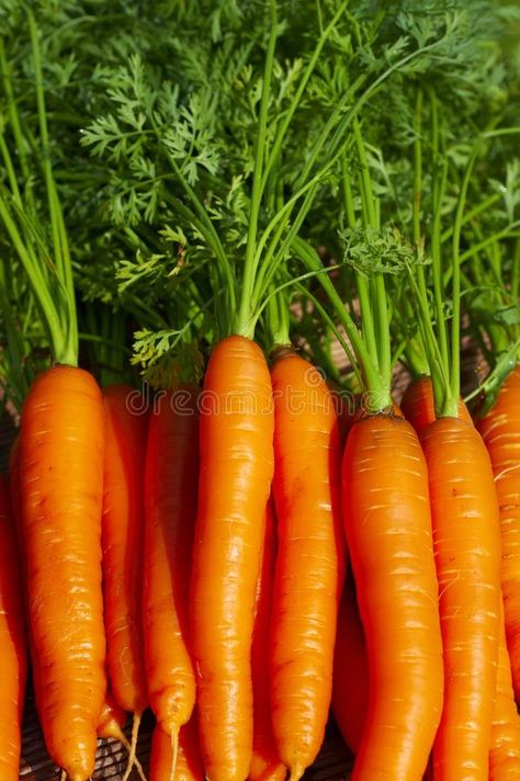 Bundle of fresh carrots. Bundle of fresh and healthy carrots with green , #Affiliate, #fresh, #Bundle, #carrots, #green, #healthy #ad Images Of Bts, Fresh Carrots, Instant Recipes, Brochure Design Template, Carrots, Royalty Free Stock Photos, Stock Images, Bundles, Fruit