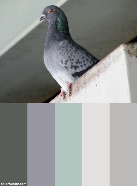 Pigeon Color Scheme Pigeon Color, Pigeon Costume, Soothing Paint Colors, Apocalypse Aesthetic, House Color Schemes, Complimentary Colors, Bird Drawings, Color Stories, Art Challenge