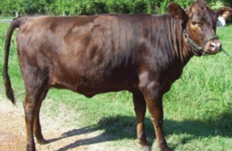 Dexter Cows, Dexter Cattle, Miniature Cattle, Mini Cows, Barn Animals, Cattle Ranching, Family Garden, Pets For Sale, Small Farm