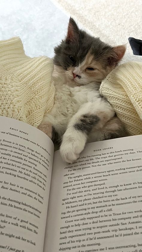 Cosy Cat Aesthetic, Cuddly Cat Aesthetic, Cozy Home With Cat, Cat Aesthetic Home, Cosy Book Aesthetic, Cat Scratching Post Aesthetic, Cozy Cat Aesthetic, Reading Vibes Aesthetic, Cat Owner Aesthetic