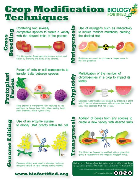 To help educate people about the many methods that are used to generate new traits in plants, Biology Fortified has created an infographic on six different crop modification techniques, with examples of crops generated with each method. This infographic was … Continued Genetically Modified Food, Plant Breeding, Pharmacology Nursing, Lena Dunham, Agriculture Education, Genetic Engineering, Similarities And Differences, How To Create Infographics, Food Science