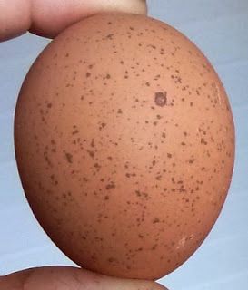 Welsummer egg Welsummer Chicken Egg, Welsummer Chicken, Gardening Food, Chickens And Roosters, Farm Barn, Food Preservation, Chicken Farm, Chicken Eggs, Preserving Food