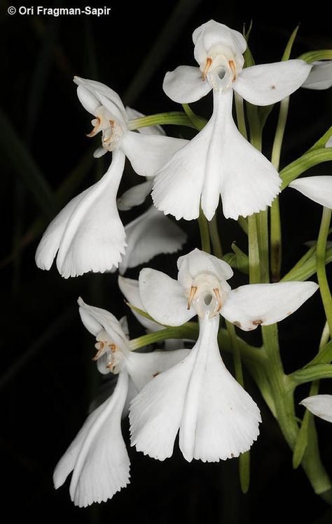 Habenaria dentata or Flowers Garden Love. LITTLE ANGELS Kaktus Dan Sukulen, Strange Flowers, Unusual Plants, Unusual Flowers, Beautiful Orchids, Rare Flowers, White Gardens, Unique Flowers, Exotic Plants