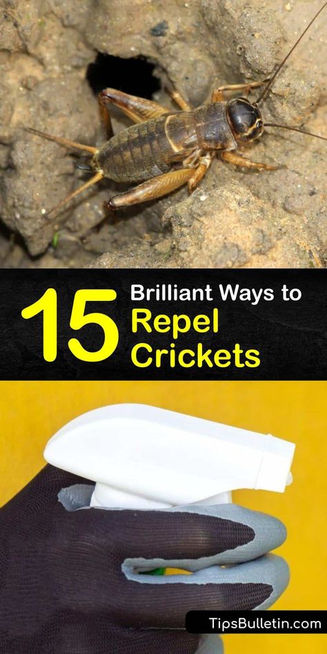 Cricket Repellent Diy, How To Keep Crickets Out Of House, Cricket Repellent, How To Get Rid Of Crickets In The House, Getting Rid Of Crickets, Mole Cricket, Repellent Diy, Nitrogen Fixing Plants, Rid Of Bed Bugs