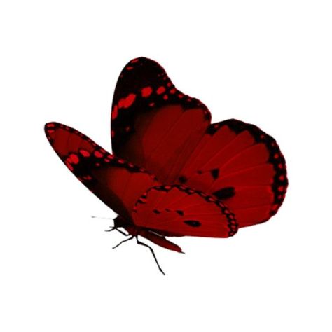 Red Butterfly Icon, Red Pngs, Red Png, Moodboard Pngs, Red Icons, Butterfly Png, Screen Icon, Png Aesthetic, Red Icons:)