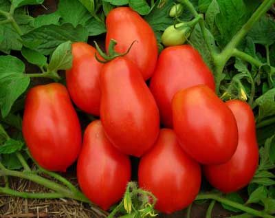 Selecting and saving seed from favorite varieties Roma Tomato, Growing Tomatoes In Containers, Red Pear, Canning Tomatoes, Red Tomato, Tomato Garden, Tomato Seeds, Plum Tomatoes, Roma Tomatoes