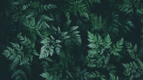 Leaves, green, dark, plant Green Nature Wallpaper, Green Aesthetic Wallpaper, Green Leaf Wallpaper, Dark Green Wallpaper, Green Leaf Background, 2560x1440 Wallpaper, Zero Wallpaper, Dark Green Aesthetic, 4 Wallpaper