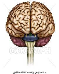 Drawing - Front view of the brain. Clipart Drawing gg64445349 - GoGraph Brain Drawing Front View, Brain Front View, Brain Drawing Simple, Brain Clipart, Brain Drawing, Stencil Ideas, Human Anatomy Art, Artist Portfolio, Anatomy Art