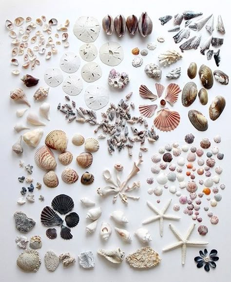 Equinox Things Organized Neatly, Shell Collection, She Sells Seashells, Image Nature, Bohol, Beach Collection, Shell Art, Shell Crafts, Beach Decor