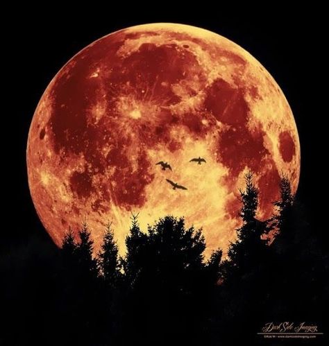 I really cool moon! Shoot The Moon, Moon Pictures, Moon Photography, Sun Moon Stars, The Full Moon, Blood Moon, Beautiful Moon, Harvest Moon, Moon Magic