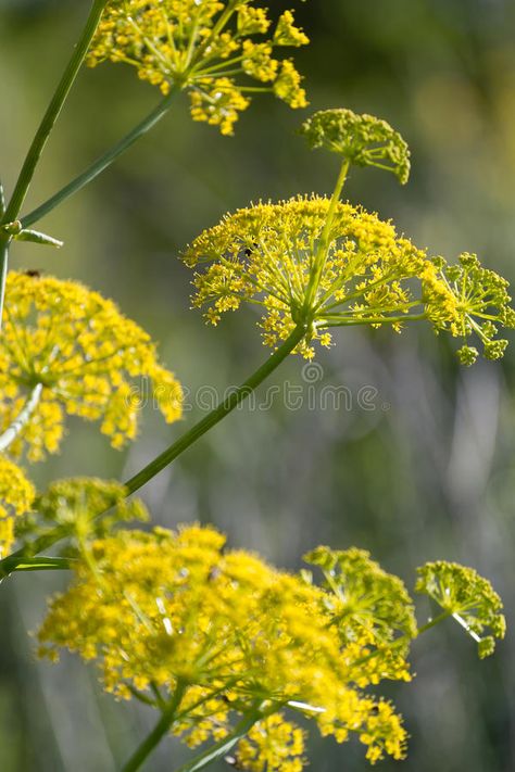 Fennel Plant, Black Pepper Plant, Fruits Photos, Ornamental Plants, Recipe Images, Courtyard Garden, Kitchen Garden, Fennel, Backyard Garden