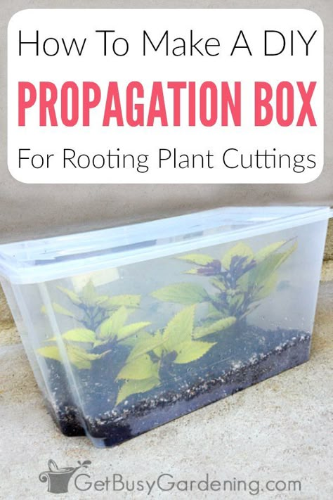 Diy Propagation, Rooting Plants, Propagation Station, Indoor Greenhouse, Garden Hacks, Plant Propagation, Grow Plants, Mini Greenhouse, Indoor Gardens