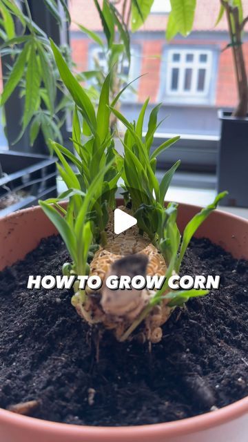 Armen Adamjan on Instagram: "How to Grow Corn with Corn from the store! 😲🌽🌱
ps: if you have kids, this is an awesome / fun project to do with them! 🤩
.
.
.
.
#corn #plants #planttips #parents #gardening #garden #lifehacks #diy #howto #kitchenhacks #recycle #upcycle #hacks #creativeexplained" Corn Growing, Grow Corn, Planting Hacks, Upcycle Hacks, Creative Explained, Growing Corn, Plant Tips, Corn Plant, Gardening Hacks