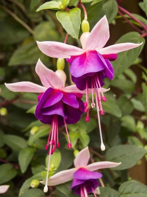 Hanging Flowering Plants, Flor Tattoo, Hanging Plants Outdoor, Hanging Plants Diy, Patio Flowers, نباتات منزلية, Fuchsia Flower, Fuchsia Flowers, Hanging Flower Baskets