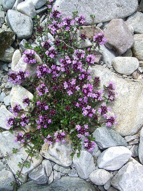 Wild mountain thyme Wild Mountain Thyme, Crystal Fountain, Growing Thyme, Thyme Plant, Thyme Flower, Wild Thyme, Summer Gardening, Outdoorsy Style, Rock Flowers