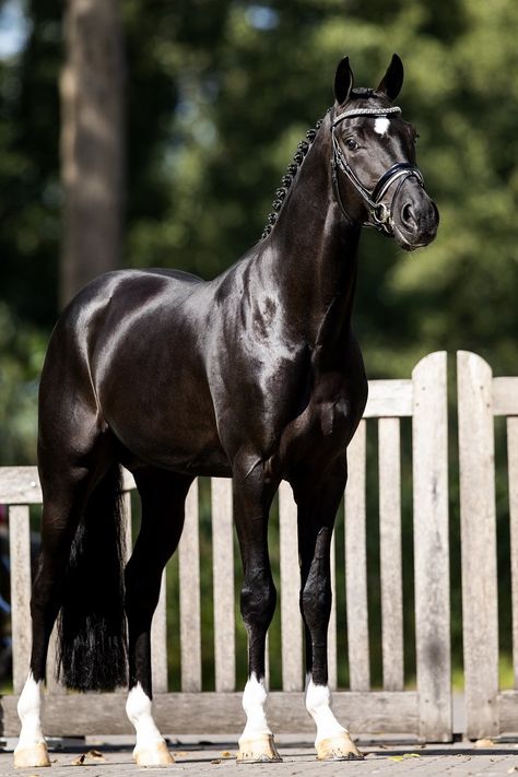 Dutch Warmblood, Warmblood Horses, Cute Horse Pictures, Hanoverian, Horse Inspiration, Horse Riding Clothes, Horse Dressage, Horse Boarding, Horse Aesthetic