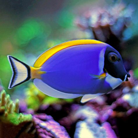 Blue Tang Fish, Saltwater Aquarium Fish, Blue Tang, Pretty Fish, Salt Water Fish, Deep Sea Creatures, Beautiful Sea Creatures, Marine Fish, Underwater Creatures