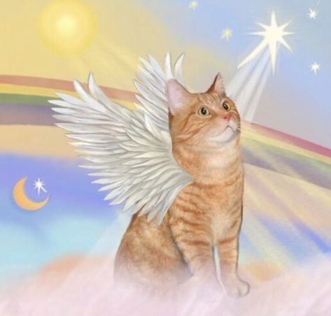 Gato Angel, Pet Loss Cat, Cat Love Quotes, Cat Angel, Cat Heaven, Cat Orange, Tortoise Shell Cat, Fancy Cats, Angel Print