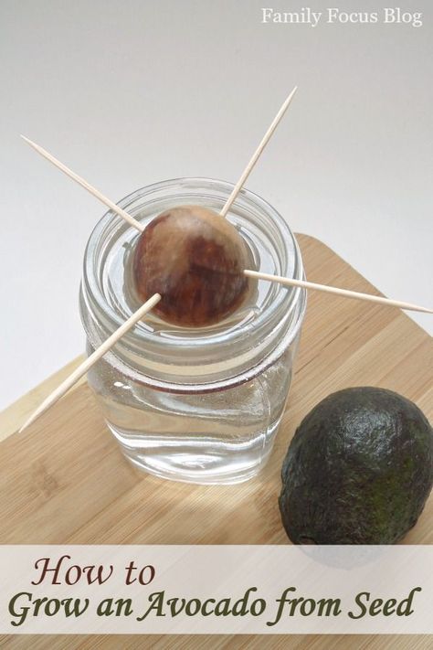 Grow Avocado From Pit, Avocado From Seed, Avocado Plant From Seed, Growing Avocado, Avocado Seed Growing, Avocado Pit, Avocado Plant, Grow Avocado, Avocado Seed