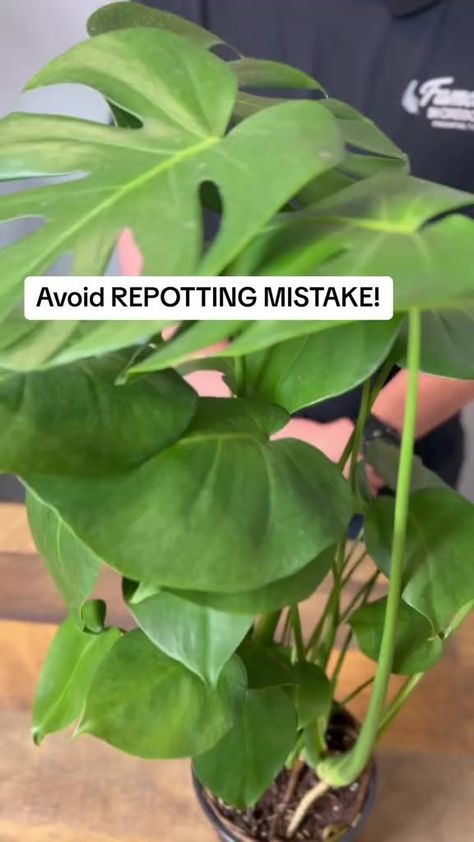 Yes, I understand root girdling is a thing in houseplants, but #plantlove #houseplants #peacelily | Tanner ThePlanter | Tanner ThePlanter · Original audio Repotting Monstera, Sun Plants, Peace Lily, Monstera Plant, Desert Plants, Plant Mom, I Understand, Hanging Plants, Green Plants