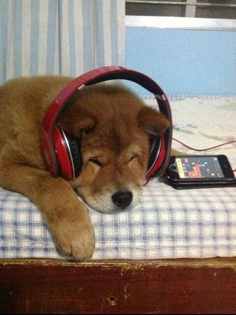 Wearing Headphones, Brown Dog, Love Cute, About Love, Listening To Music, We Heart It, Headphones, Lost, On Twitter