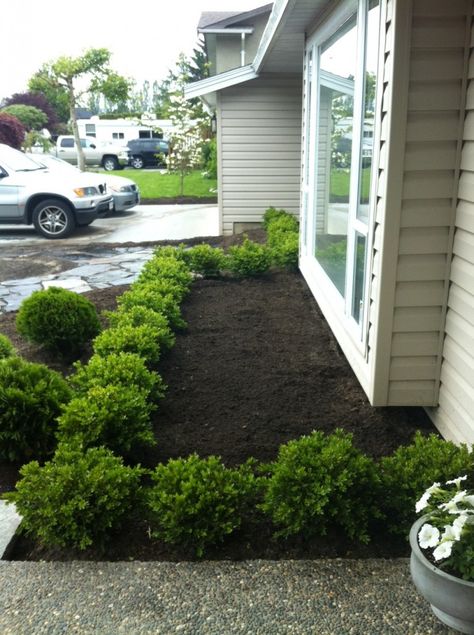 love the border Boxwoods Around Patio, Boxwood Walkway Pathways, Front Yard Boxwood Hedge, Layering With Boxwoods, Boxwood In Front Of House, Boxwood Lined Walkway, Boxwood Flower Bed, Small Boxwood Hedge, Front Yard Landscaping With Boxwoods