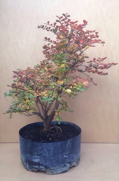 RP: Dwarf Cherry Dazzle Crape Myrtle Tree | eBay.com Crape Myrtle Bonsai, Crape Myrtle Tree, Myrtle Tree, Crape Myrtle, Bonsai Plants, Cherry, Plants