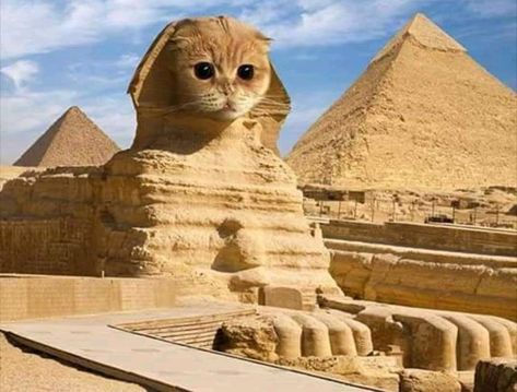 Egypt Cat, Life In Ancient Egypt, Huge Cat, Classical Art Memes, Egyptian Cat, Fancy Cats, Cat Poster, Unique Cats, Cat People