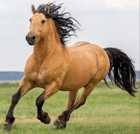 Best Horse Names, Equestrian Horses, Male Horse, Running Photography, King Horse, Strongest Animal, Beautiful Horse Pictures, Morgan Horse, Mustang Horse