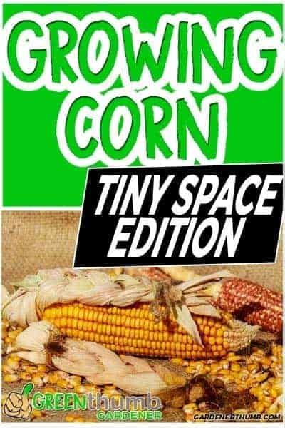 Can You Grow Corn in a Pot? | Green Thumb Gardener Corn Growing, Planting Corn, Grow Corn, Growing Vegetables Indoors, Harvest Corn, Growing Corn, Beginner Gardening, Vegetable Garden For Beginners, Starting A Vegetable Garden