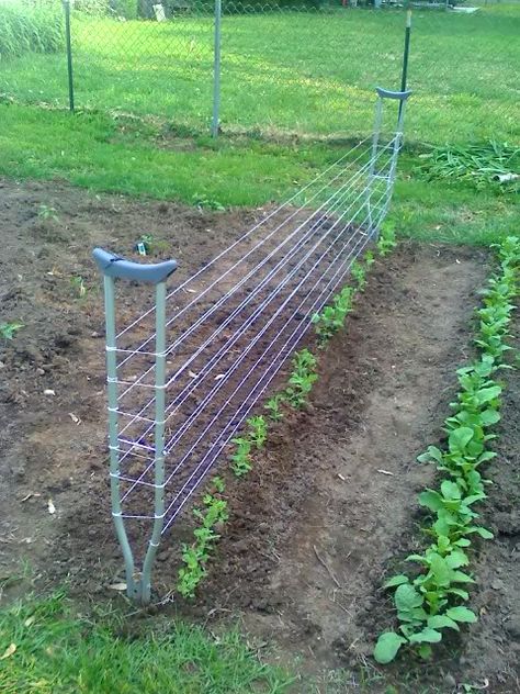 pea trellis 10 Ideas to upcycle old crutches in diy  with Upcycled Recycled Ideas Crutches Pea Trellis, Building A Trellis, Growing Peas, Cucumber Trellis, Diy Garden Trellis, Recycled Garden, Crutches, Planter Box, Garden Trellis