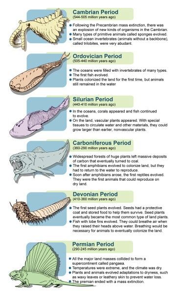 Paleozoic Era Animals, Permian Period Animals, Cambrian Period Animals, Permian Animals, Cambrian Animals, Cambrian Era, Permian Period, Biology Genetics, Paleozoic Era