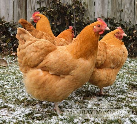 Eglu Cube, Buff Orpingtons, Buff Orpington Chickens, Large Chicken Coop, Laying Chickens Breeds, Buff Orpington, Raising Pigs, Chicken Images, Day Old Chicks