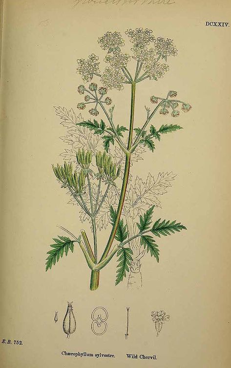 6 70166 Anthriscus sylvestris (L.) Hoffm. (L.) Hoffm. [Chaerophyllum sylvestre L.]/www.plantillustrations.org?id_illustration=154482/J.E. Smith, Engl. Bot., ed. 3, vol. 4 : t. 624 (1863)(5) Cow Parsley, Old Book, Botanical Illustration, Botany, Botanical Prints, Botanical Gardens, Flowers Bouquet, Wild Flowers, High Resolution