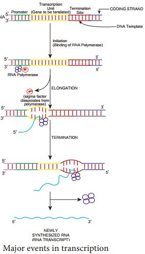 Microbial Genetics Transcription Genetics Project, Dna Transcription, Biology Project, Biology Genetics, Rna Polymerase, Biology Projects, Dna Molecule, Microbiology, Transcription