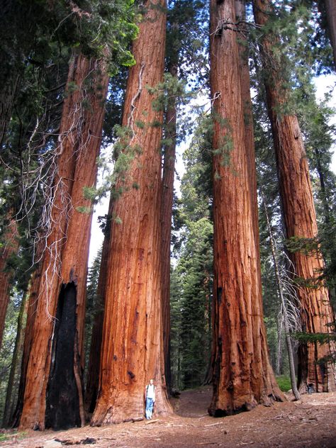 Sequoiadendron Giganteum, Giant Sequoia Trees, Giant Sequoia, Sequoia Tree, Redwood National Park, Prim Christmas, Giant Tree, Redwood Tree, Tree Tree