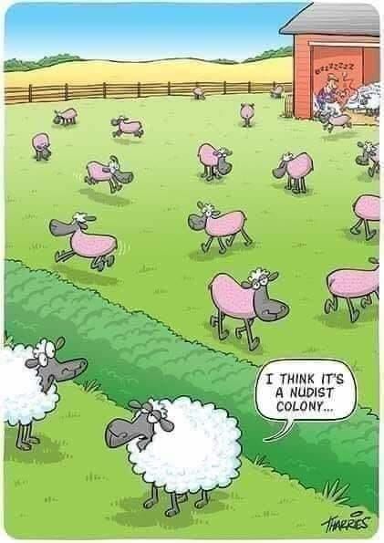 Animals Memes, Picture Jokes, Funny Sheep, Good Morning Funny Pictures, Funny Cartoons Jokes, Good Morning Funny, Funny Picture, Funny Cartoon Quotes, Best Pics