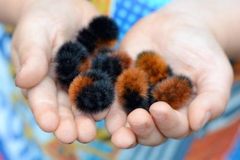 Woolly Bear caterpillars (of the Arctic Woolly Bear Moth) Wooly Bear Caterpillar, Fuzzy Caterpillar, Woolly Bear, Cool Bugs, Beetle Bug, Beautiful Bugs, Creepy Crawlies, Arthropods, Silly Animals