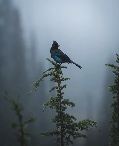 Pnw Forest, Voice Of Nature, Moody Forest, Beauty Magic, Green Planet, Bird Photography, Nature Aesthetic, Green Aesthetic, Aesthetic Backgrounds