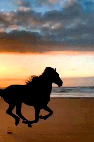 Sunset Gif, Horse Animation, Running Gif, Animated Videos, Horse Aesthetic, Landscape Quilts, Art Parody, Fractal Design, Motion Design Animation