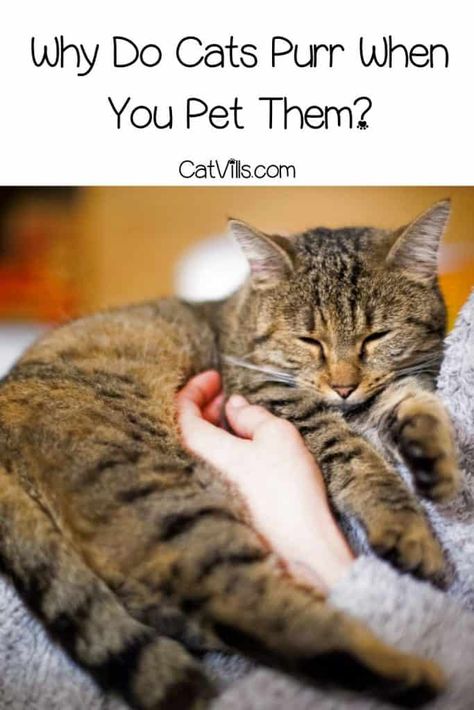 Why Do Cats Purr When You Pet Them? (7 Reasons) Why Do Cats Purr, Purring Cat, Normal Body Temperature, Cat Purr, Newborn Kittens, Mother Cat, Well Read, Kitten Pictures, Outdoor Cats