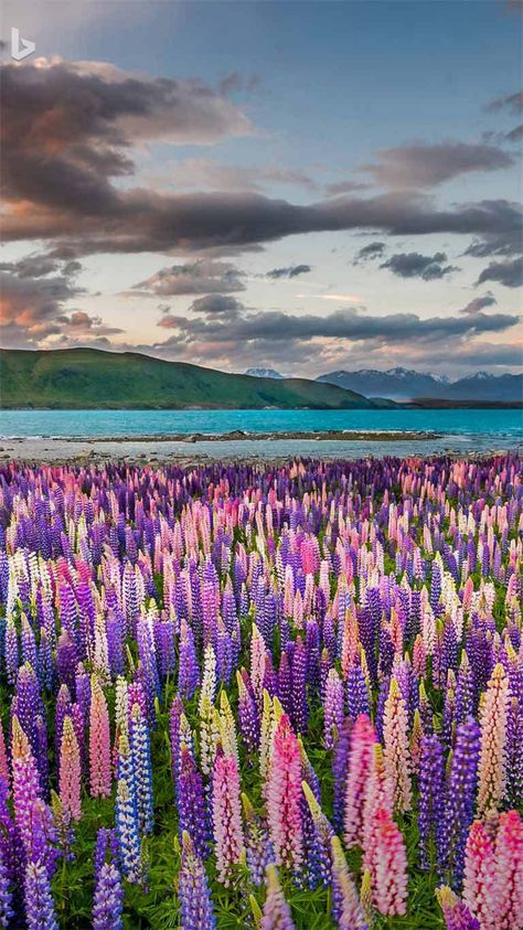 Lip ones on the shores of Lake Tekapo, New Zealand Bing Wallpaper, New Zealand Mountains, Bouquet Photography, England Countryside, Valley Of Flowers, New Zealand Landscape, Hd Phone Wallpapers, Wallpaper Gallery, Invasive Species