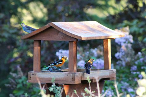 Platform Bird Feeder, Outdoors Ideas, Mother Bird, Bird Tables, Hanging Bird Feeders, Diy Bird Feeder, Diy Birds, Water Based Stain, Bird Seed